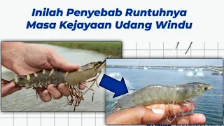 PENYEBAB RUNTUHNYA MASA KEJAYAAN UDANG WINDU • @JOHNIKHSAN354