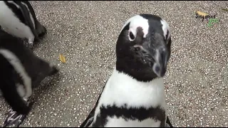 Penguins Waddle Around Singapore Zoo | #TheGreatIndoorsWRS