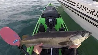 Early Morning kayak fishing for Pollock and Cod