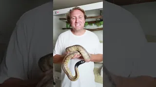 Keeping Black Headed Pythons