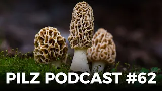 Pilz Podcast  #62 mit @derpilzfluesterer & @drrattenkaiser5275