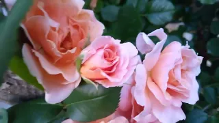 Мои розы, которые редко встречаются  видео 1