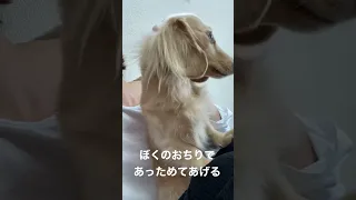 お腹痛い飼い主を温めてくれる愛犬