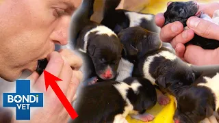 Vet Helps Pregnant Dog Give Birth To 10+ Puppies 🥹 8hrs Natural Birth | Bondi Vet Clips | Bondi Vet