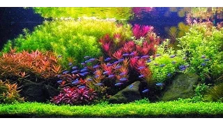 STEP BY STEP AQUASCAPE DUTCHSTYLE