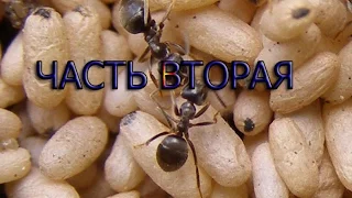 Новичкам. Lasius niger Ч 2