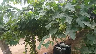 #grape #garden #hyderabad