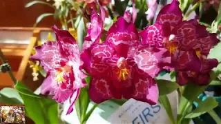 Весенняя выставка орхидей в Новой Зеландии - Waitakere Show August 2018