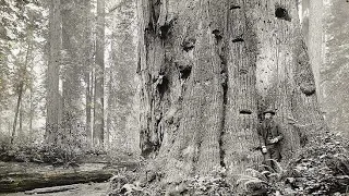 какие они были 100 лет назад огромные деревья секвойи.исторические реальные фото