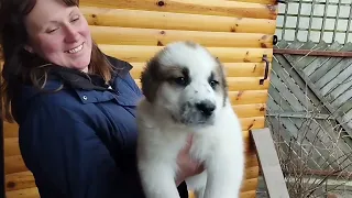 САО / Алабаи щенки / Потомки Чемпионов