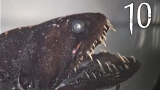 Top 10 Creepy Deep Sea Creatures