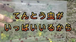 だって、てんとう虫がいっぱいいるからぁ。Many Japanese ladybugs