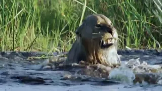 Lion vs  Crocodile -  Lions Crossing River, Lion Saves His Brother from Crocodile Attacks