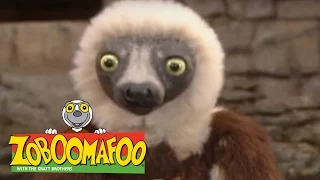 Zoboomafoo 224 - Ants and Eaters (Full Episode)