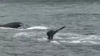 Humpback whales bubble net feeding near Juneau Alaska