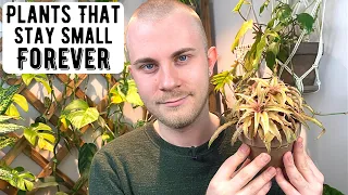 Tiny Houseplants That Stay Small Forever