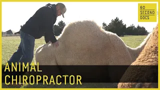 Animal Chiropractor Adjusts Lions, Camels & Snakes