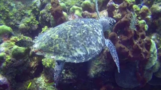 Roatan Undersea World - A Underwater 3D Channel Film