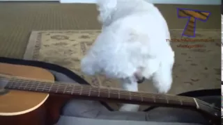 Animals Can Play Instruments 2014 Youtube Video   Cute And Funny Animal Compilation