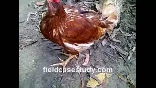 Newcastle Disease Symptoms in Chickens, Newcastle Disease Virus, GVII,  POULTRY DISEASES