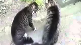 Cats Scared Very Funny Video Compliation | Latest Cats Fear Funny Vine Videos