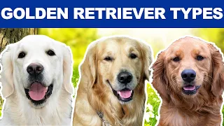 6 “Types” Of Golden Retrievers You Didn’t Know About