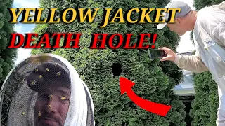 BUSH OF DOOM! Aggressive YELLOW JACKETS Swarm From Bush | Wasp Nest Removal