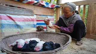 The dog gave birth to 8 puppies, Guangxi grandma cooked food for the dog狗子第一次生娃 就生了8只狗寶寶，阿婆給它換新窩烹美味餐