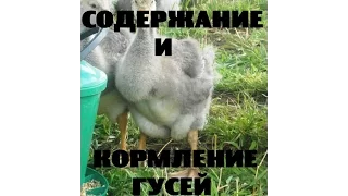 Содержание и кормление гусей. Птицеводство // КХ Алексеевых