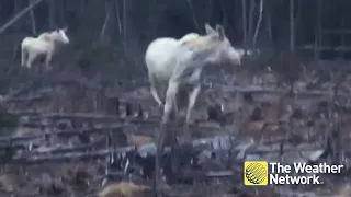 Double 'albino moose' seen in Ontario backcountry