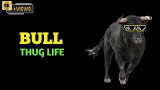 bull thug life| thug life videos | Limat channel