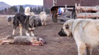 ВОЛКОДАВЫ! Топ 5 собак способных В ОДИНОЧКУ справится С ВОЛКОМ!