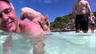 Swimming pigs