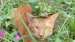 So lovely Miracle is a queen 🫅 cat… He go outside with Cosmo, they’re so happy with the grass