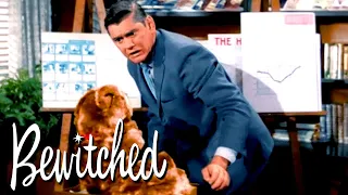 Has Endora Turned Larry Into A Teddy Bear? | Bewitched