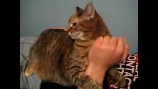 Very Funny Cat / Очень смешной кот