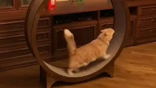 Беговое колесо для кошки от "Кот Икар"