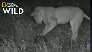 Lion ‘Plays Soccer’ with Pangolin In Rare Video | Nat Geo Wild