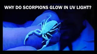 WHY DO SCORPIONS GLOW IN UV LIGHT?