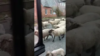 Пастухи перегоняют Стадо Баранов в Германии, Нижняя Сакссония, деревня Хёфер