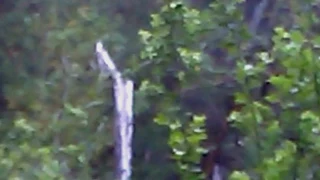 Stabilized footage of bigfoot with baby .