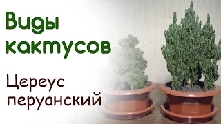 Виды кактусов. Цереус перуанский монстрозная форма. Цереус флорида. Как сформировать красивый куст