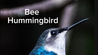 The Bee Hummingbird