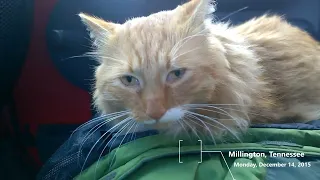 December 14, 2015:  The Day I found Noah & Brought Him Home - Millington, Tennessee #cats
