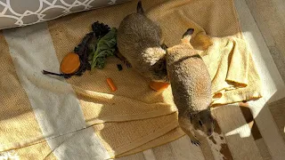 Breakfast with Poppy & Paxton the Prairie Dogs!