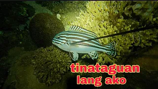 ep345.Dive2. alatan tinataguan lang ako night spearfishing Philippines.