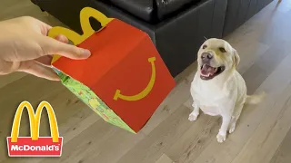 SURPRISING LABRADOR WITH MCDONALD'S HAPPY MEAL!!