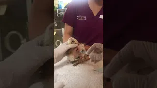 Abscess Flushing of a Guinea Pig