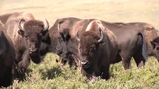 Blackfeet Tribe make return of buffalo a reality