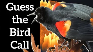 Guess the Bird Sound - North American Bird Calls